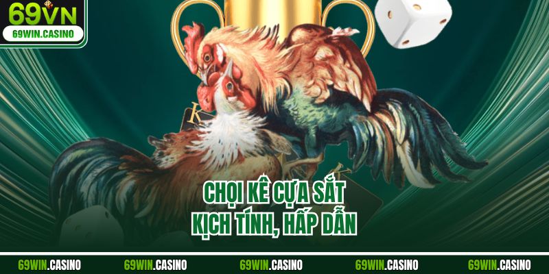 Chọi kê cựa sắt kịch tính, hấp dẫn