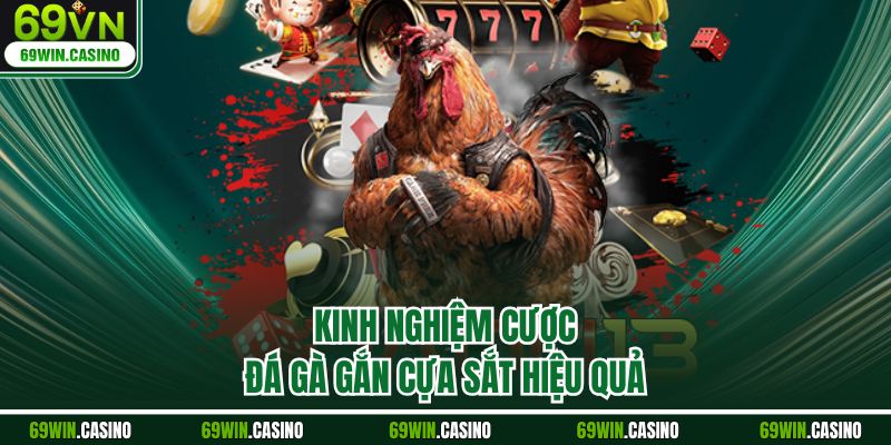 Kinh nghiệm cược đá gà gắn cựa sắt hiệu quả